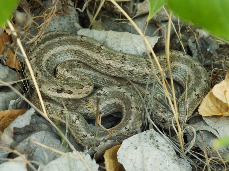 Excellent Snake