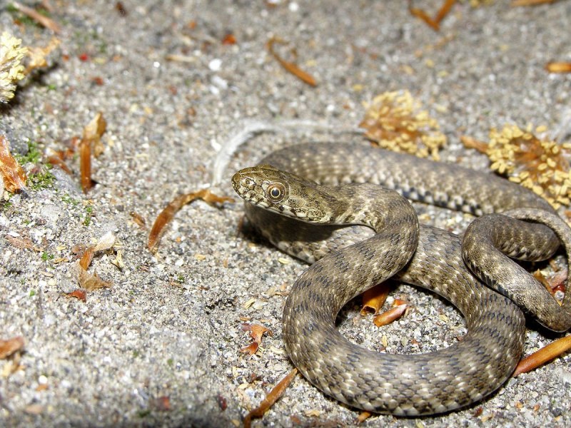 Archelaphe Bella chapaensis