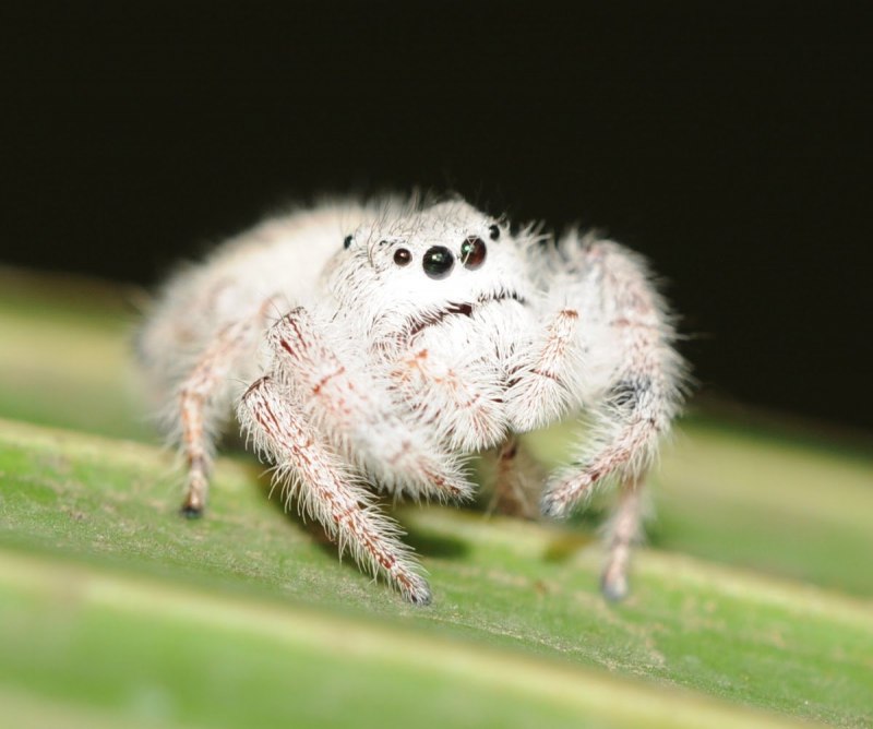 Паук-птицеед Heteroscodra maculata