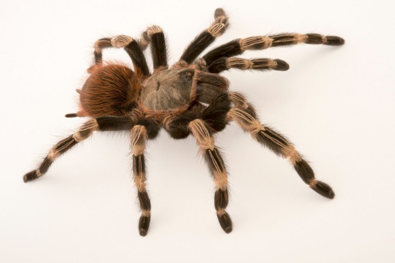 Гигантский паук-охотник (heteropoda maxima)