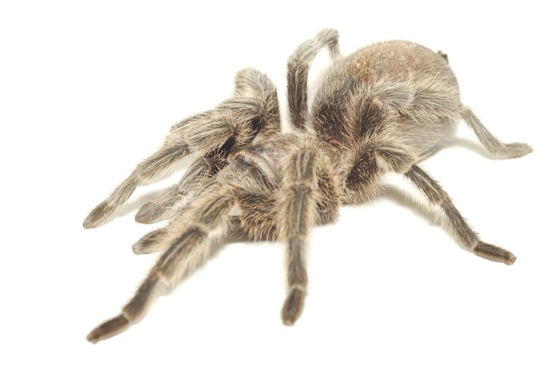 Heteropoda maxima