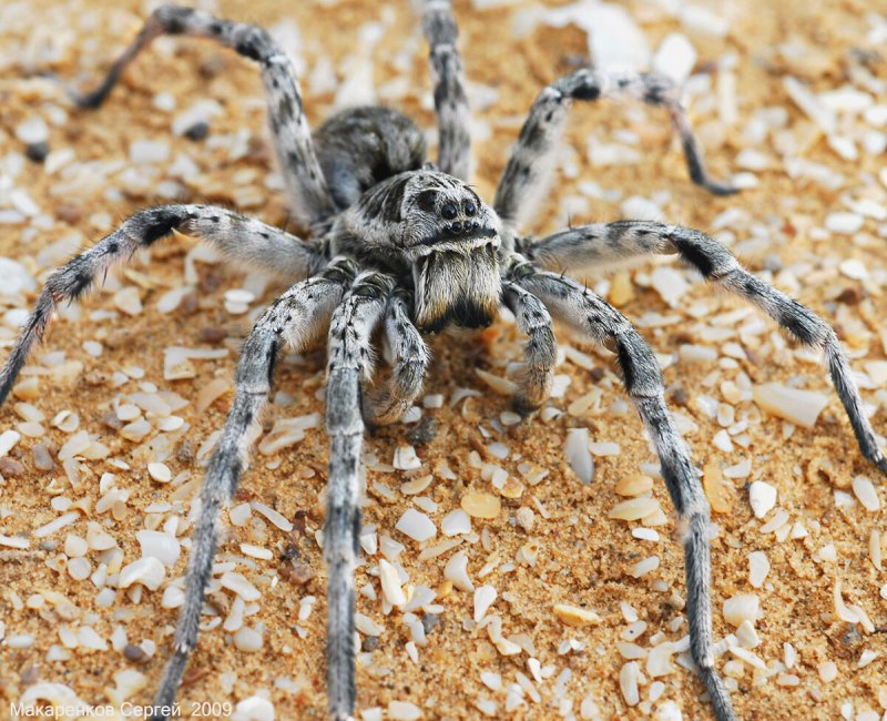 Leucorchestris arenicola