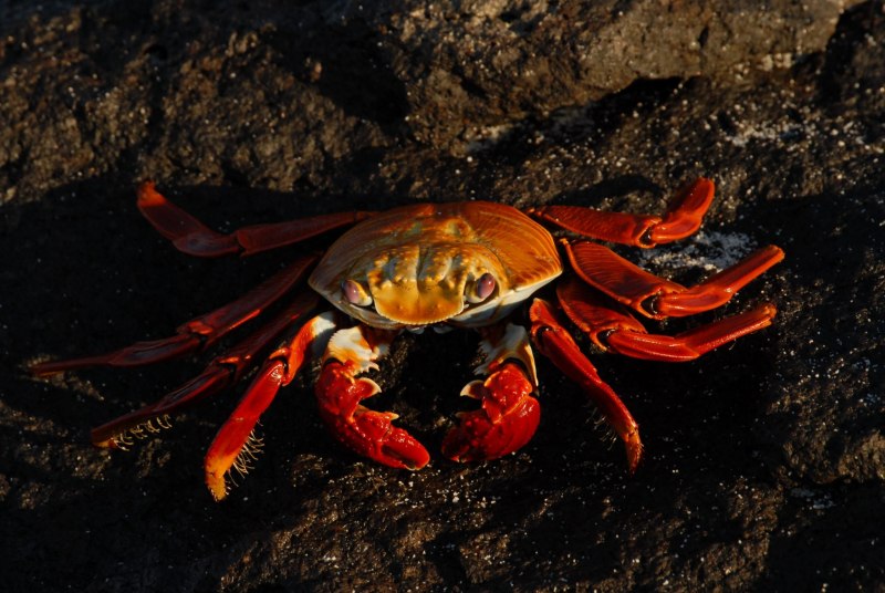 Liocarcinus vernalis
