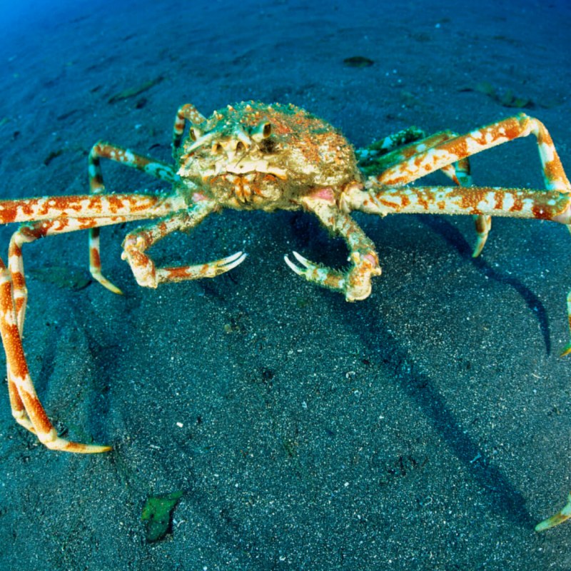 Краб Dungeness