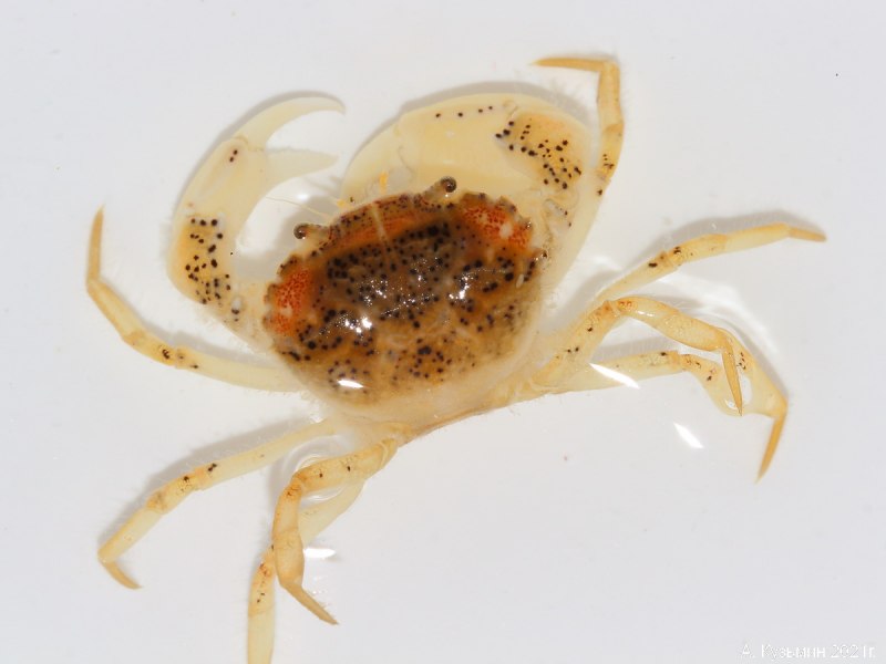 Rhithropanopeus harrisii