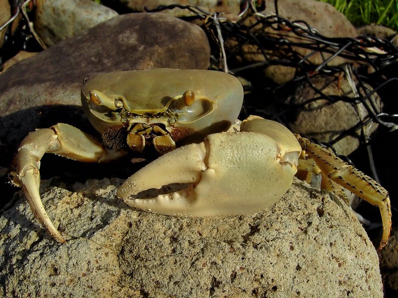 Морской краб