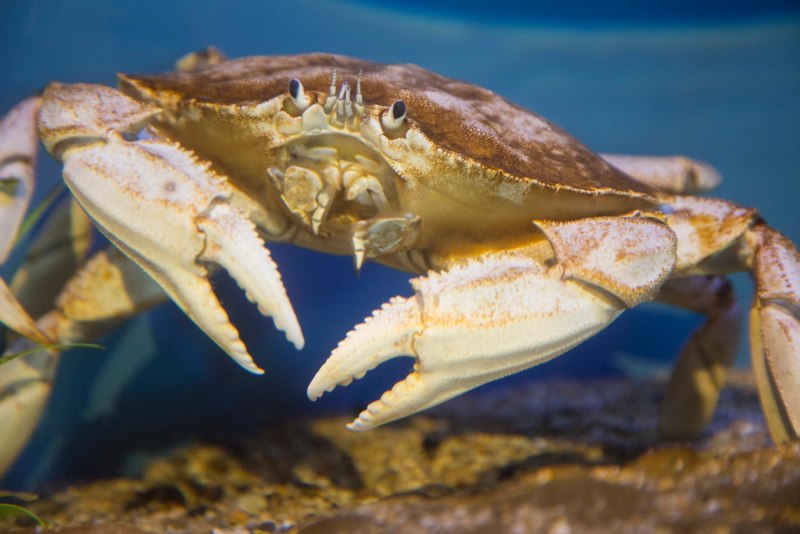 Crab Shell