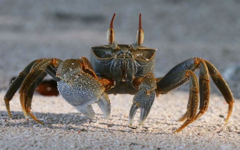 Hemigrapsus penicillatus