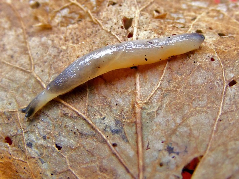 Большой черный СЛИЗНЯК Arion ater
