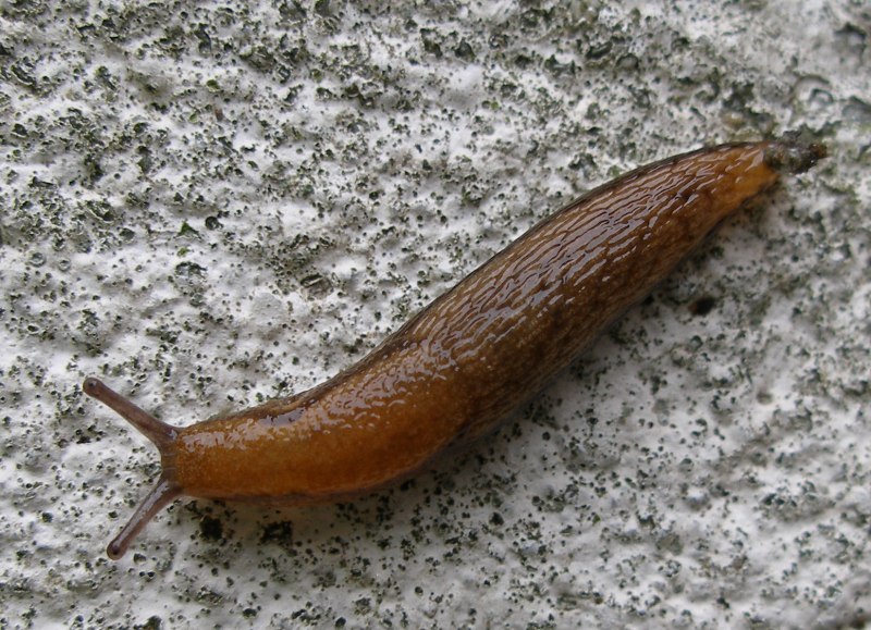 Limax cinereoniger СЛИЗЕНЬ