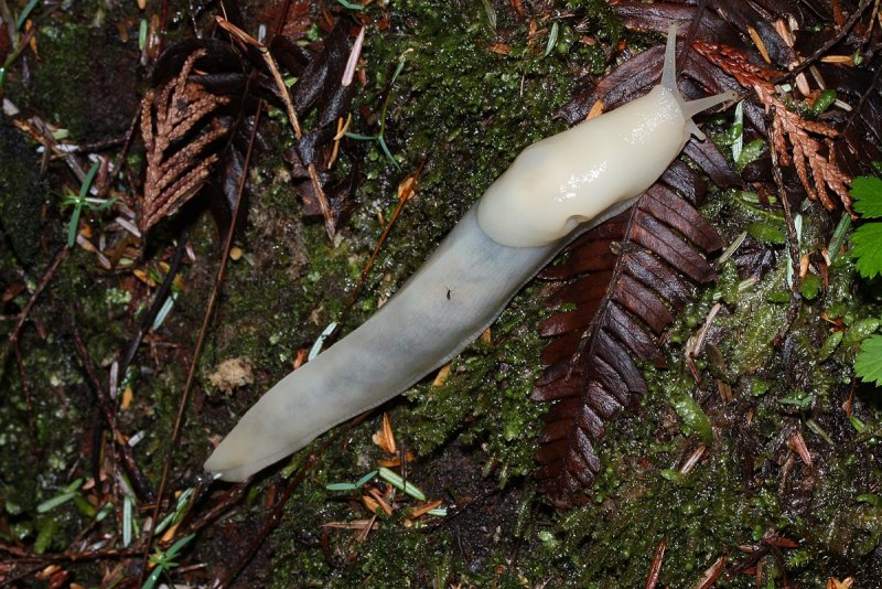Ariolimax columbianus