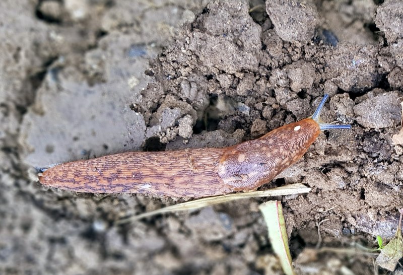Arion lusitanicus слизняки