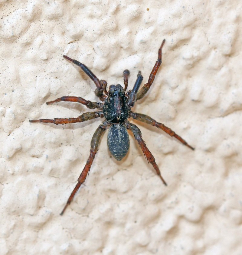 Trochosa Terricola