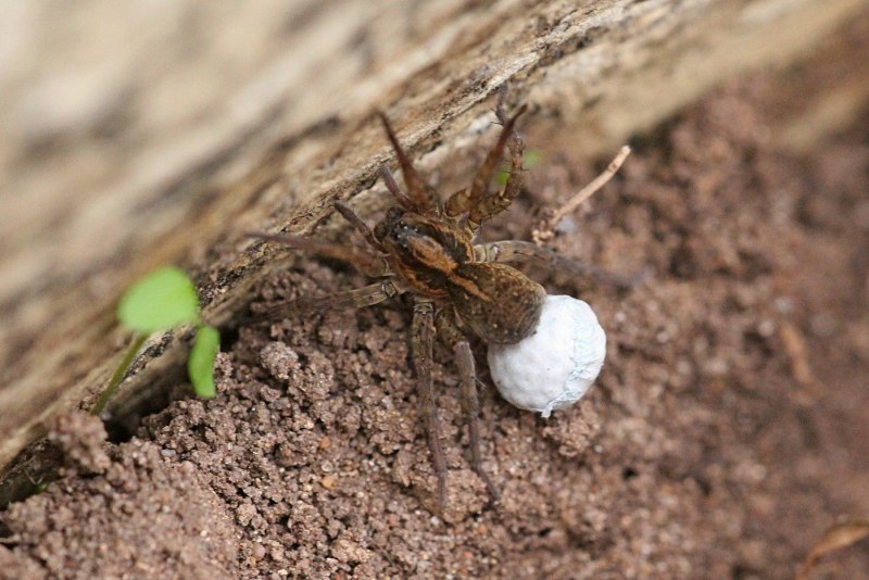 Паук Araneus Circe