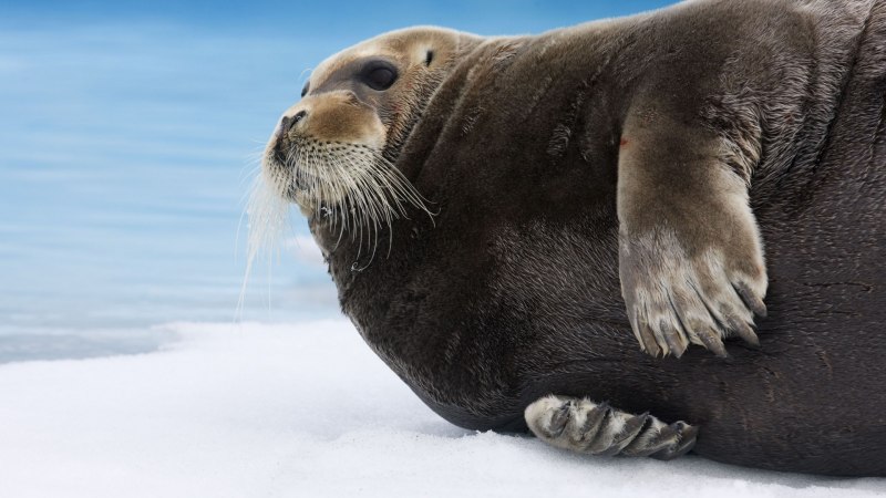 Морской заяц Erignathus barbatus