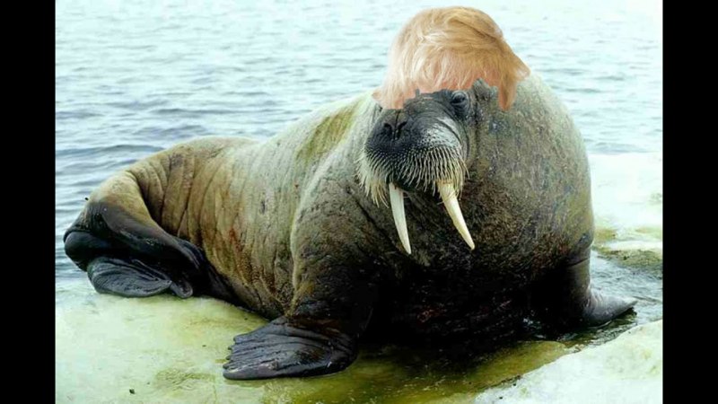 Ластоногие моржи