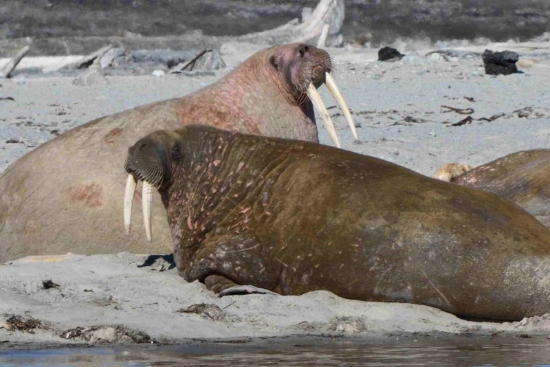 Моржи тюлени морские котики