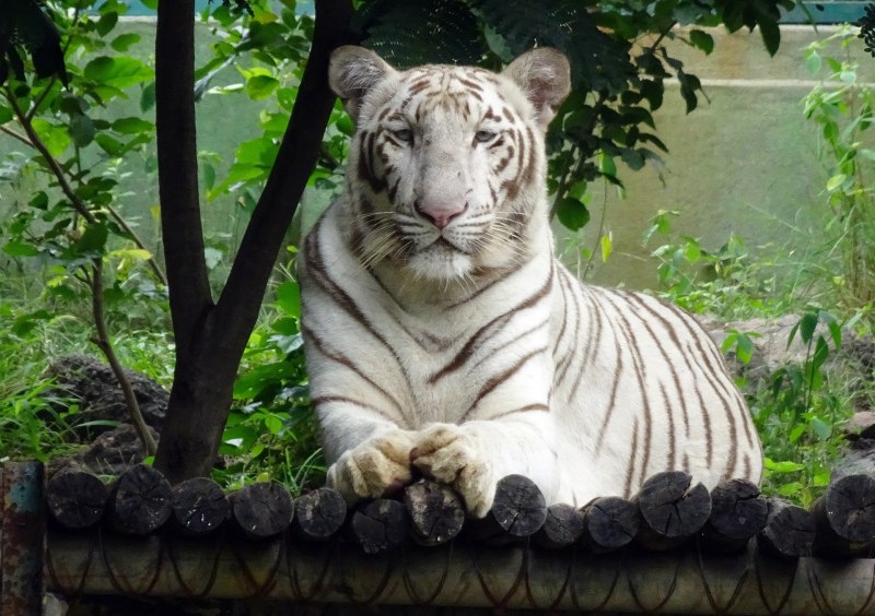 Бенгальская кошка