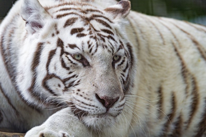 Tiger connect