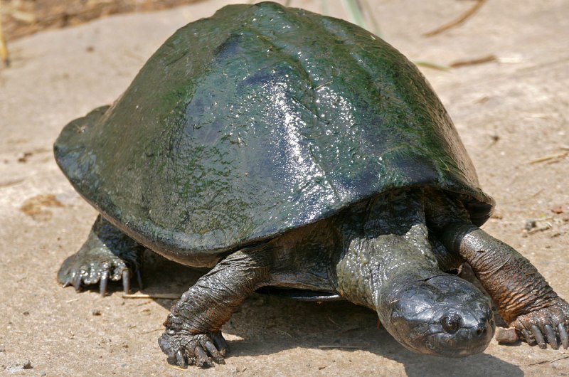 Pelusios sinuatus