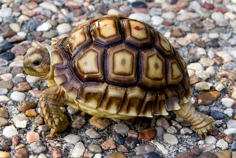 Кроая черепаха (Geoemyda spinosa) систематика
