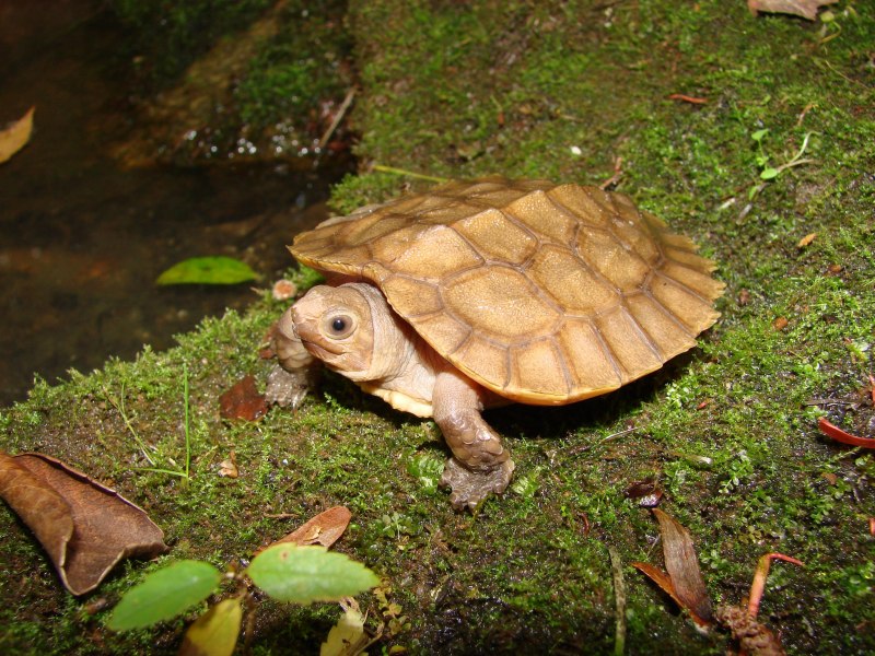 Leucocephalon yuwonoi