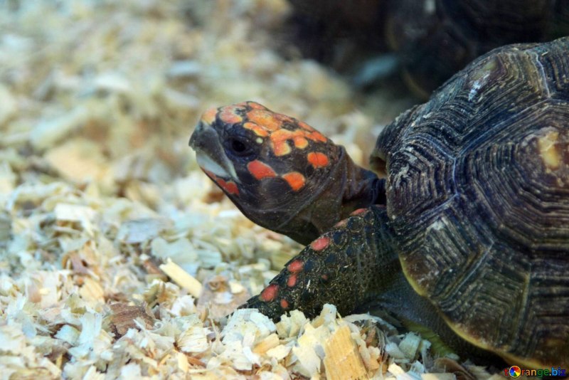 Угольная черепаха (Chelonoidis carbonaria)