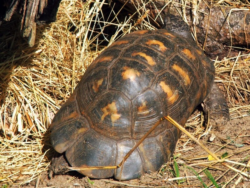 Marginata черепаха
