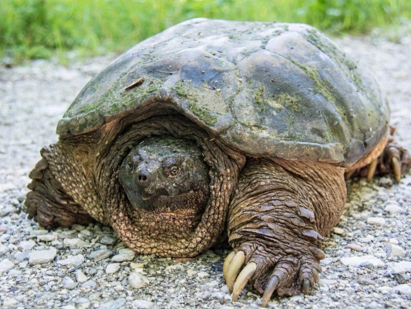 Chelonoidis denticulata