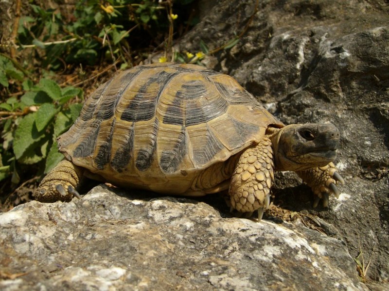 Graptemys oculifera