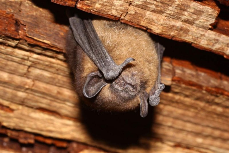 Eptesicus serotinus