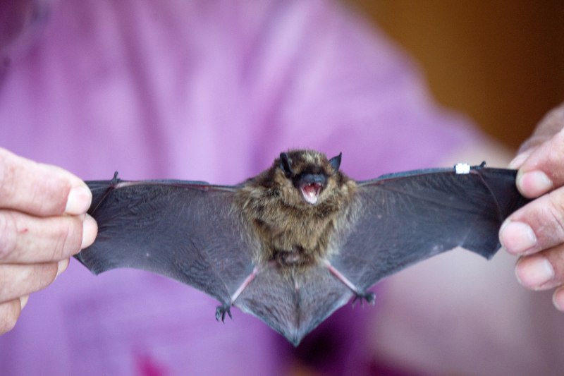 Eptesicus serotinus