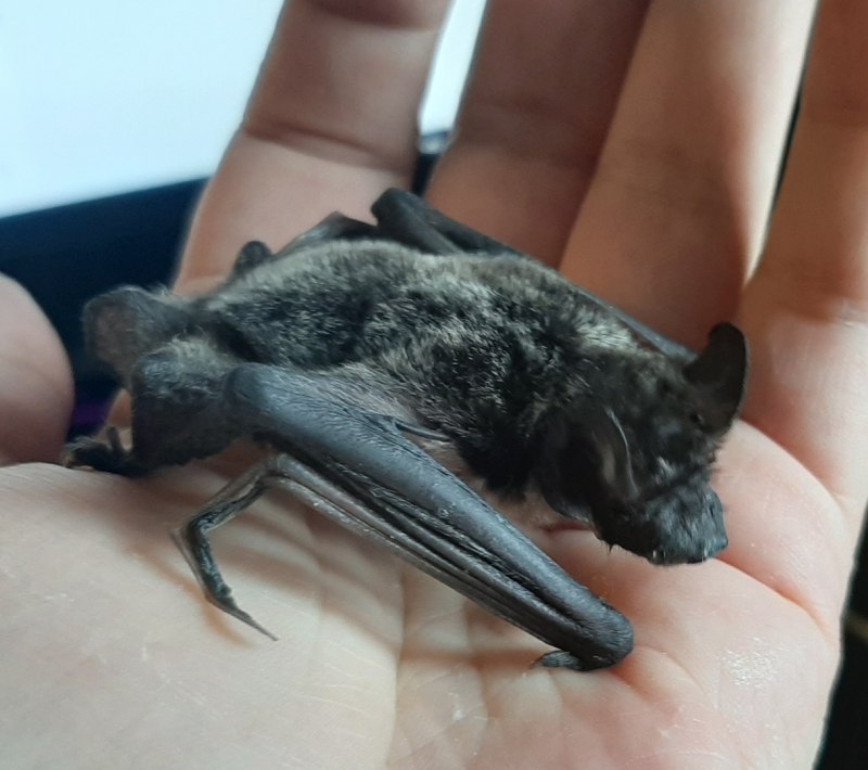 Рукокрылые Vespertilionidae