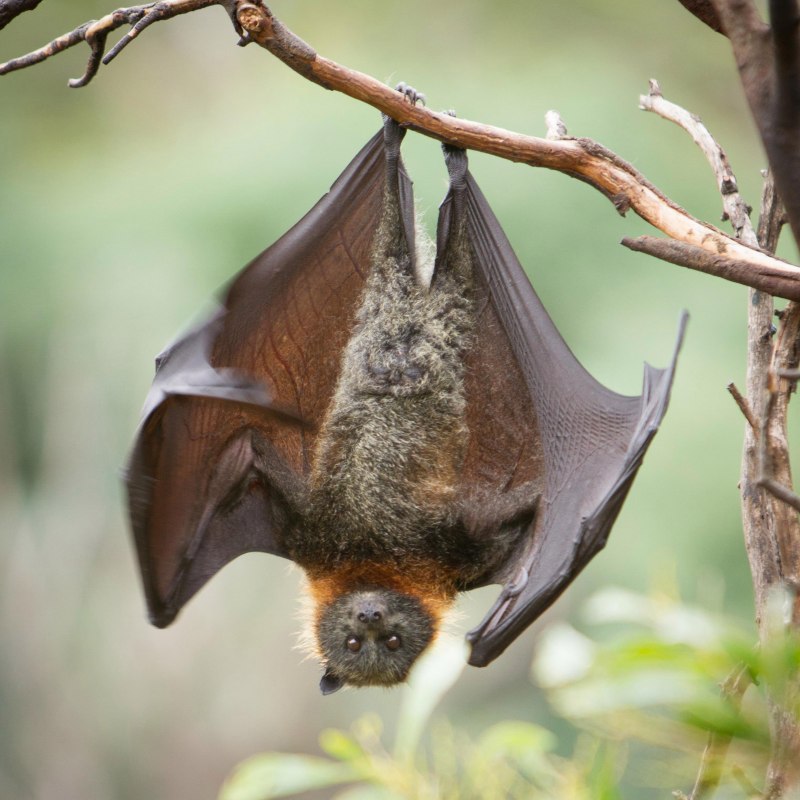 Eptesicus