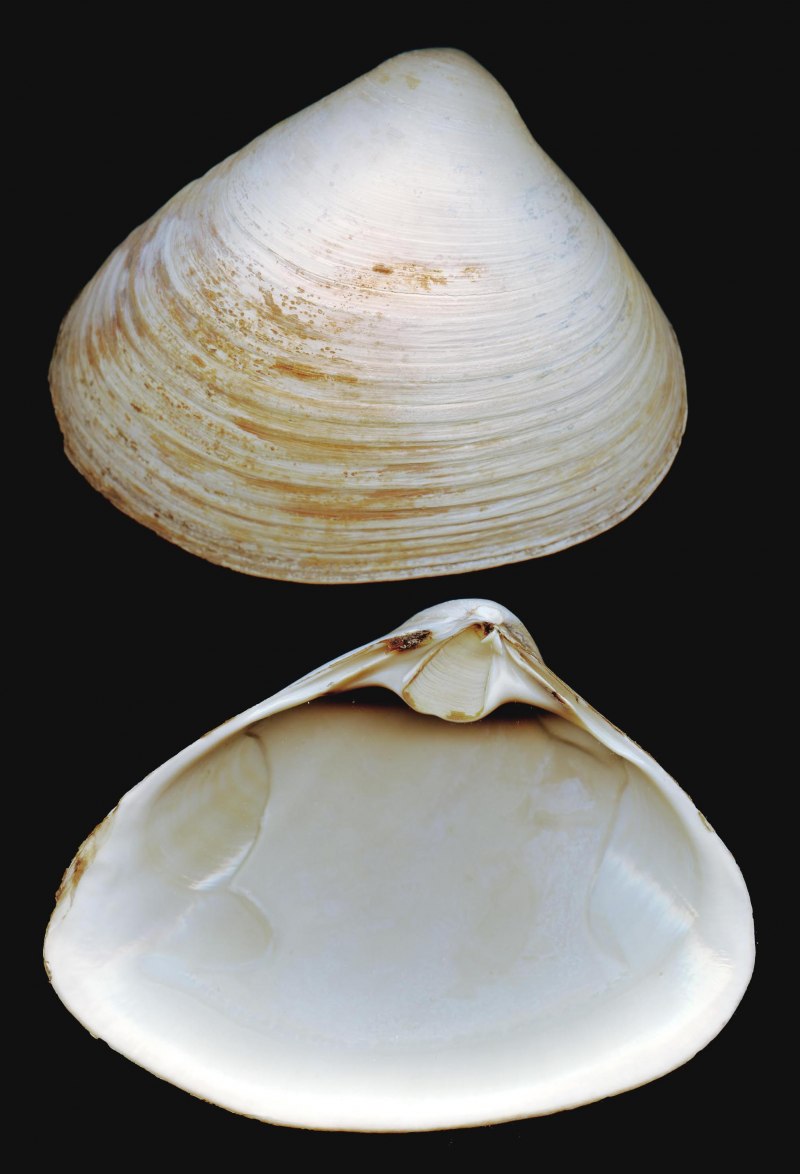 Перловица (Unio)