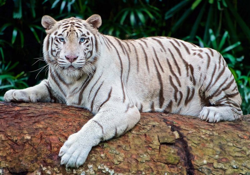 Бенгальский тигр белый (62 фото)