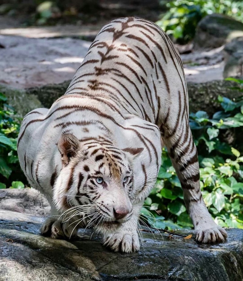 Королевский бенгальский тигр