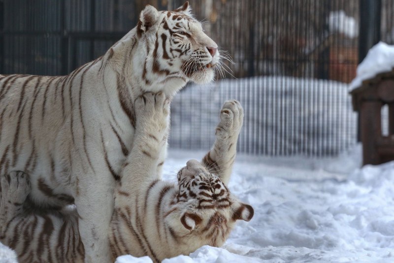 Белый тигр (the White Tiger)2020