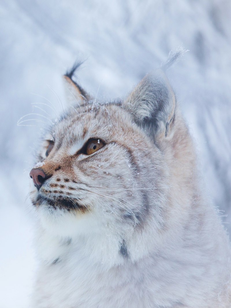 Обыкновенная Рысь Lynx Lynx