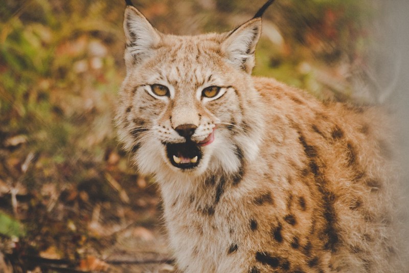 3d Lynx