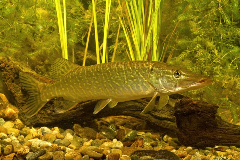 Обыкновенная щука (Esox Lucius)
