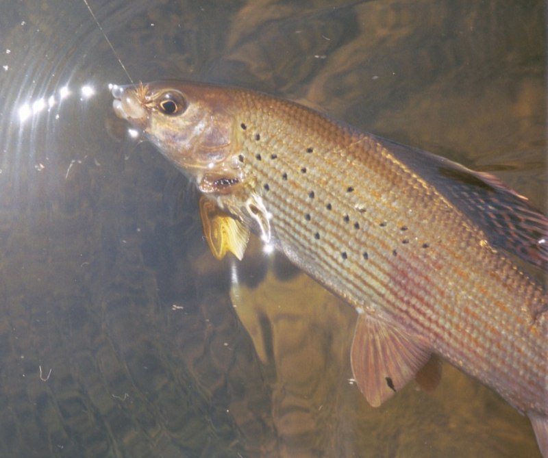 Щука Esox Lucius