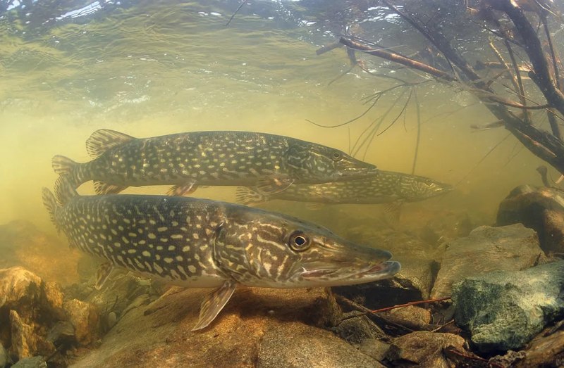 Рыба щука Esox Lucius