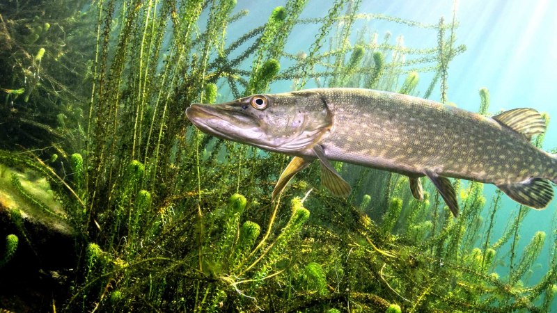 Обыкновенная щука (Esox Lucius)