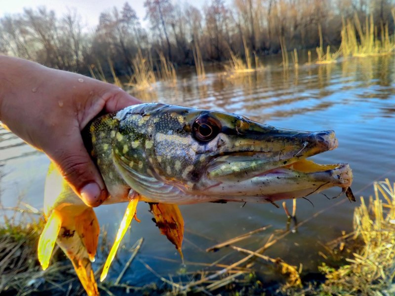 Обыкновенная щука (Esox Lucius)