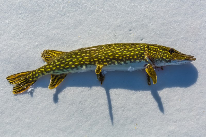 Вид обыкновенная щука - Esox Lucius