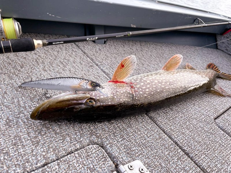 Обыкновенная щука (Esox Lucius)