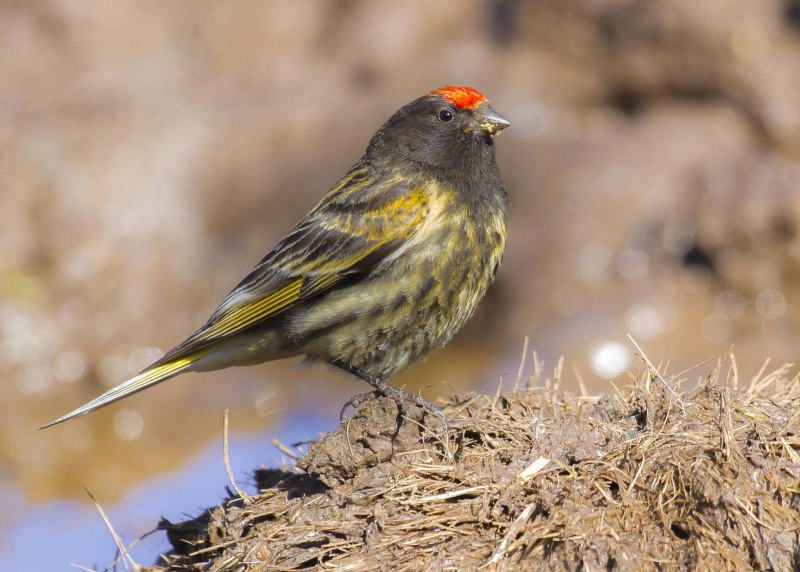Pogoniulus pusillus