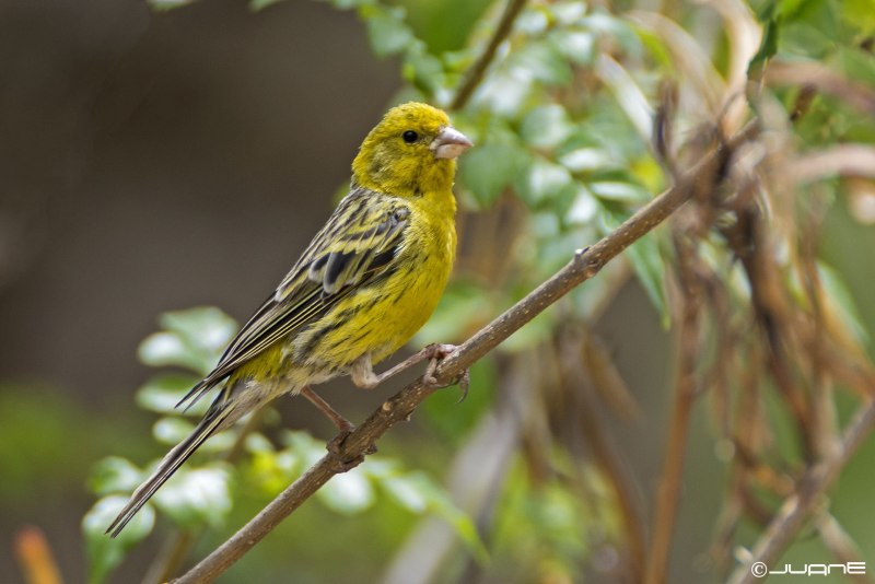Корольковый вьюрок Serinus pusillus