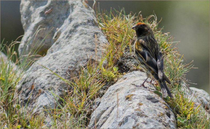 Корольковый вьюрок Serinus pusillus